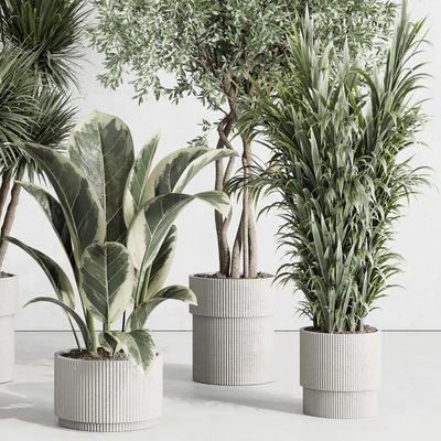 indoor plant set 414 plant ficus elastica tree palm bush concrete vase — Вид 3