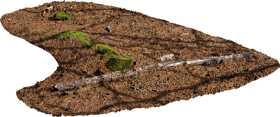fallen pine tree 001 — Descargar