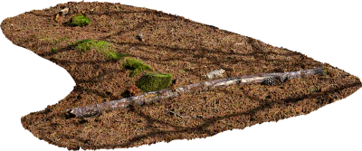 fallen pine tree 001 — Descargar