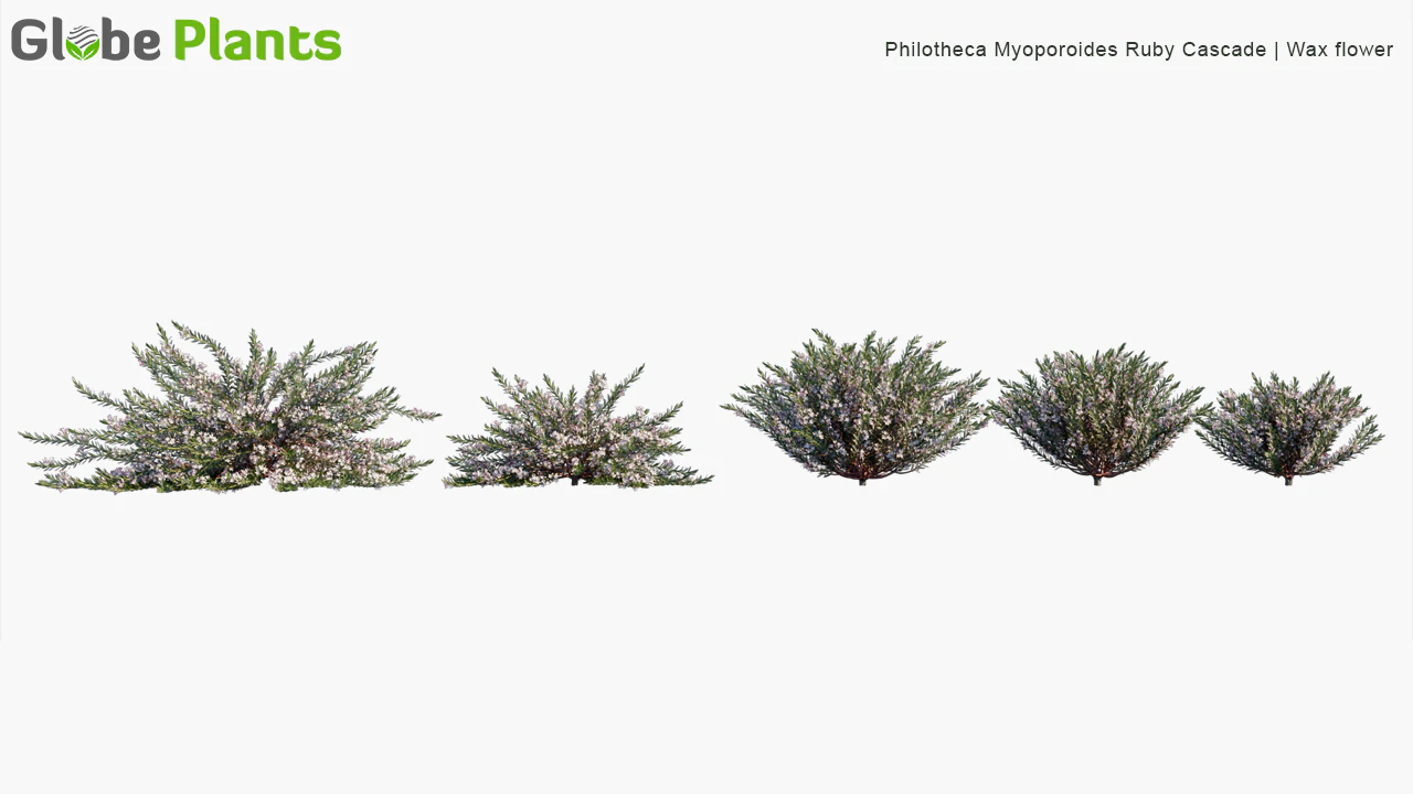 philotheca myoporoides ruby cascade — Скачать