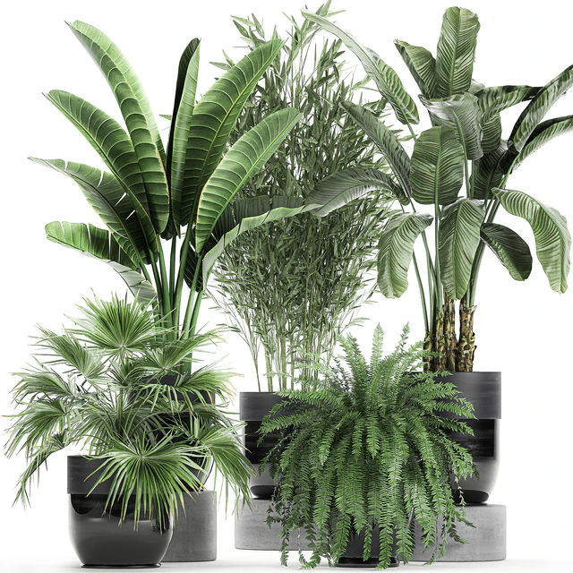 Collection of plants in black pots with Bamboo, Banana, fan palm, fern, strelitzia. Set 711 — Descargar
