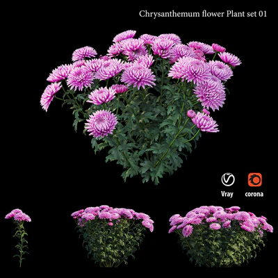 Chrysanthemum flower plant set 01 — Ver 3