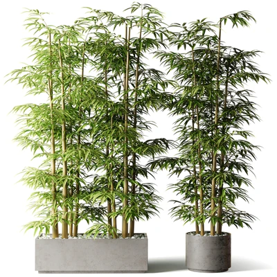 Bamboo in rectangular and round pots — descargar