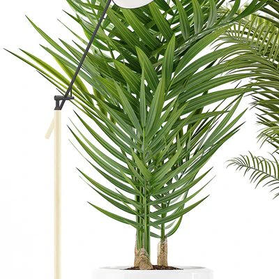 PLANTS 191 — Ver 2