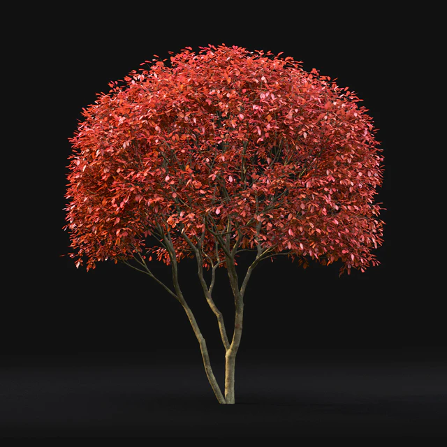 Amelanchier — Descargar
