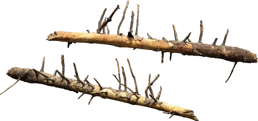 nordic forest tree log large 001 — Скачать