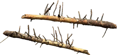 nordic forest tree log large 001 — Скачать