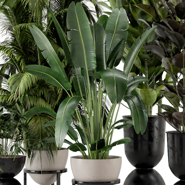 Indoor Plants in rusty Concrete Pot on Metal Shelf - Set 242 — Descargar