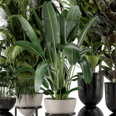 Indoor Plants in rusty Concrete Pot on Metal Shelf - Set 242 — Ver 4
