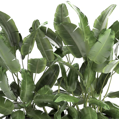 Lush exotic thickets of bushes banana palm ravenala, Strelitzia in a metal pot flowerbed. 866. — Ver 2