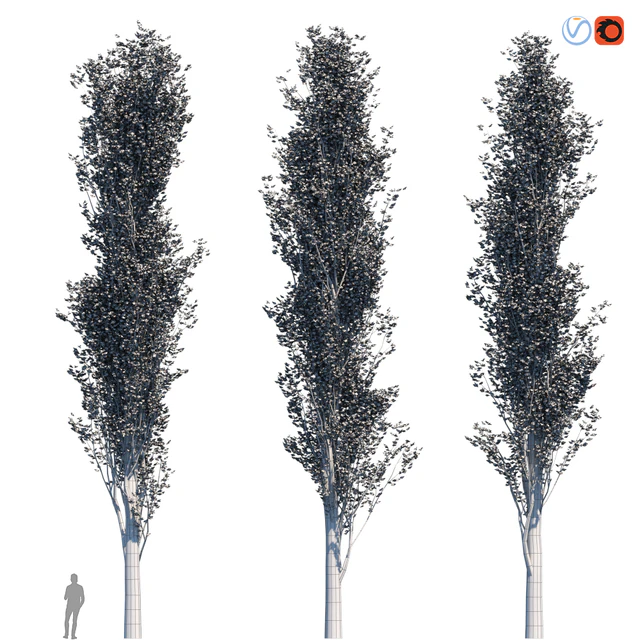 Poplar Pyramidal 17m Summer — Descargar