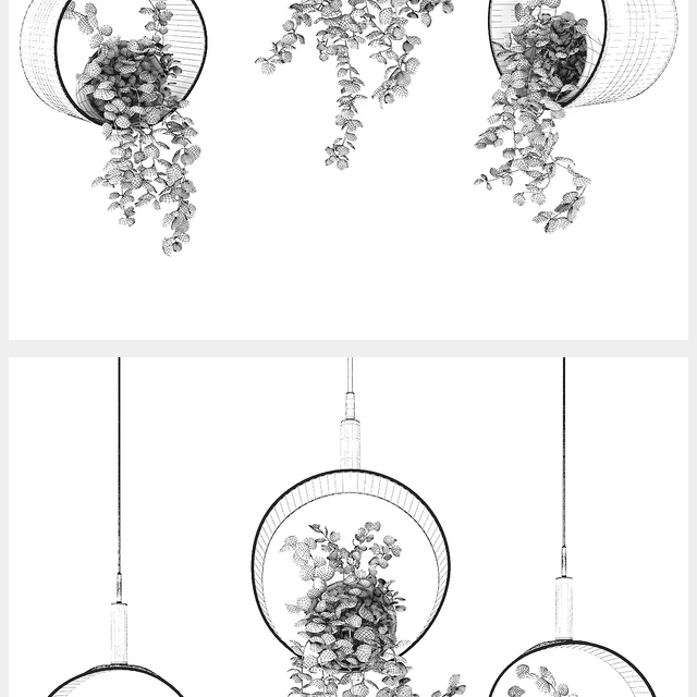 Dichondra in a hanging flowerpot # 1 — Descargar