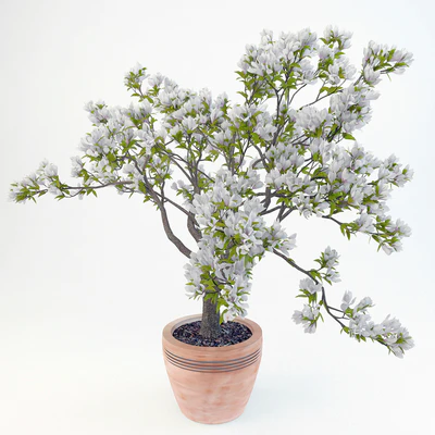 Magnolia Soulangeana — Вид 1