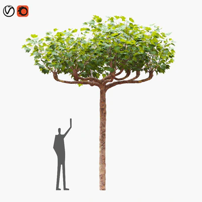 London planetree сanopy 5,11 m — Ver 1