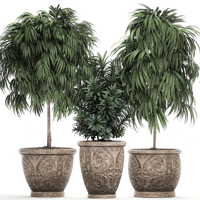 A collection of small ornamental trees for the garden in classic outdoor pots with Ficus ali, Oleander, Topiary. Set 491. — Descargar