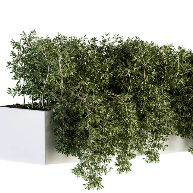 ivy plants in box - Outdoor Set 80 — Download