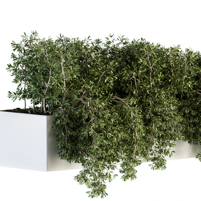 ivy plants in box - Outdoor Set 80 — View 2