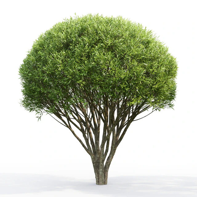 Willow — Descargar