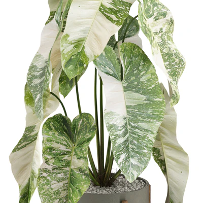 Plants collection 522 — Вид 3