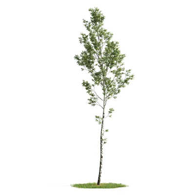 trees 003 — Download