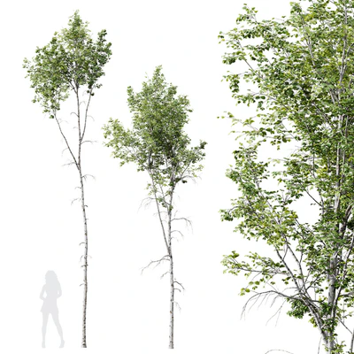 HQ Plants Betula Pendula02 — Ver 1