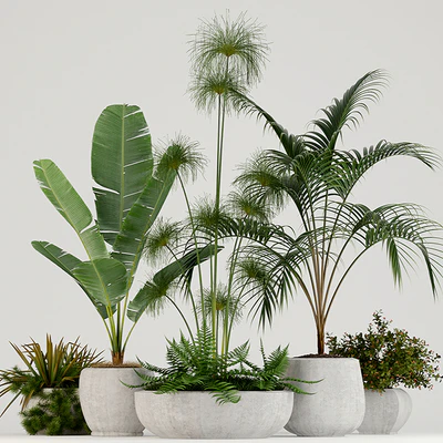 Plants collection 80 — Вид 1