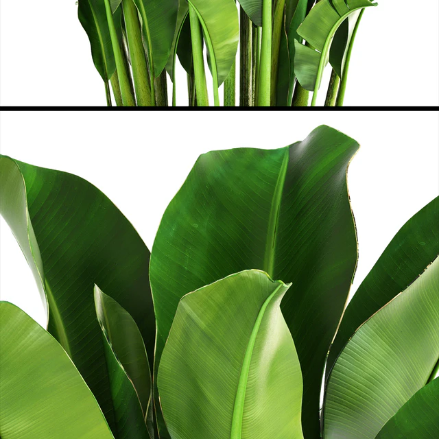 Banana palm, банановая пальма, корзина, ротанг, декоративная, комнатная, интерьерная, горшок, куст, стрелиция — Скачать