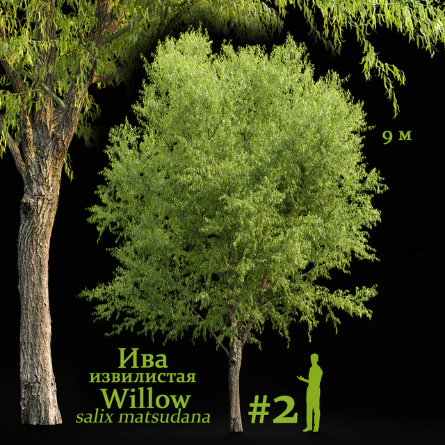 Willow / Salix matsudana #2 — Download