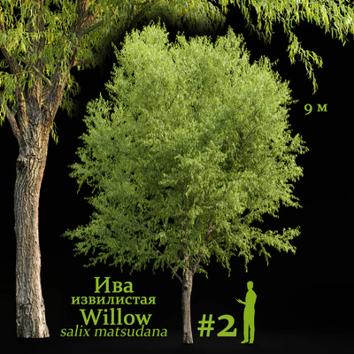 Willow / Salix matsudana #2 — View 3