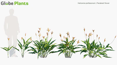 heliconia psittacorum — descargar