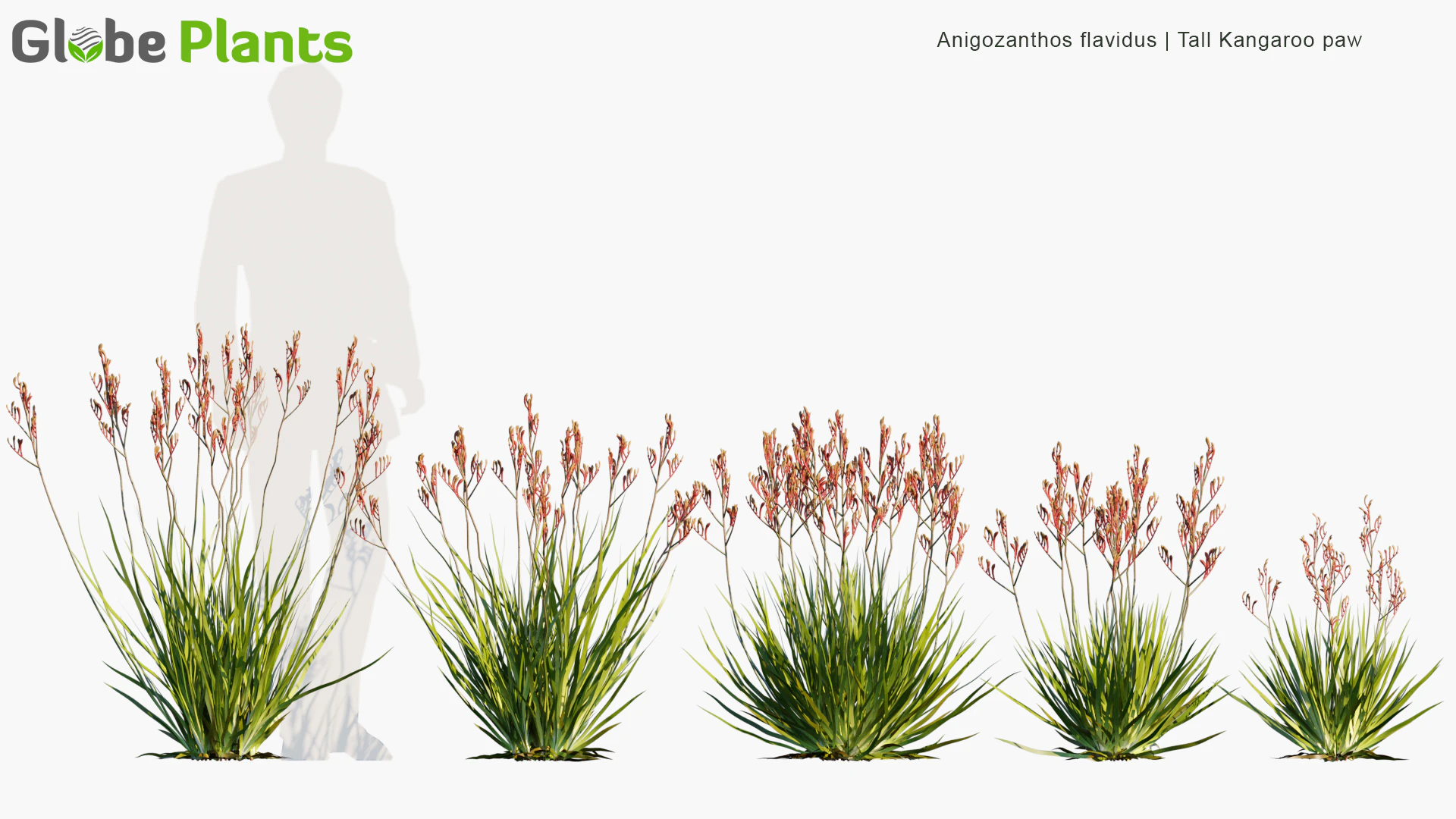 anigozanthos flavidus — Download