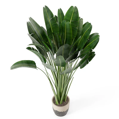 Indoor Plants In Handmade Glazed pot - Set 190 — Ver 3
