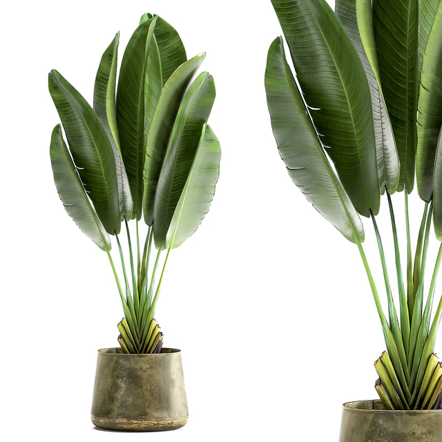 Exotic small flower in a pot with Ravenala, Strelitzia, Banana palm. 926. — Descargar