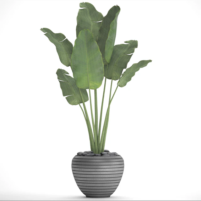 Banana palm in the pot 4. flowerpot, decorative, black, loft, decor, room — Descargar