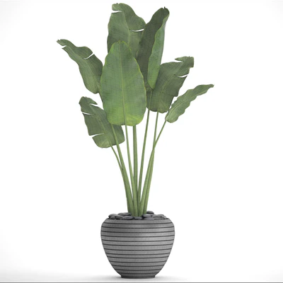 Banana palm in the pot 4. flowerpot, decorative, black, loft, decor, room — Ver 2