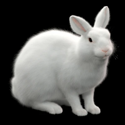 Rabbit — Ver 1