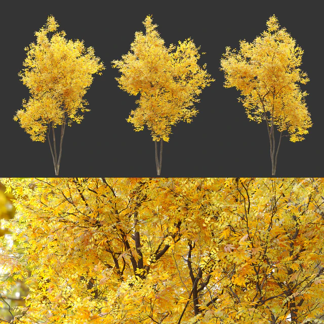 Autumn summit green ash (Fraxinus pennsylvanica Summit) — Descargar