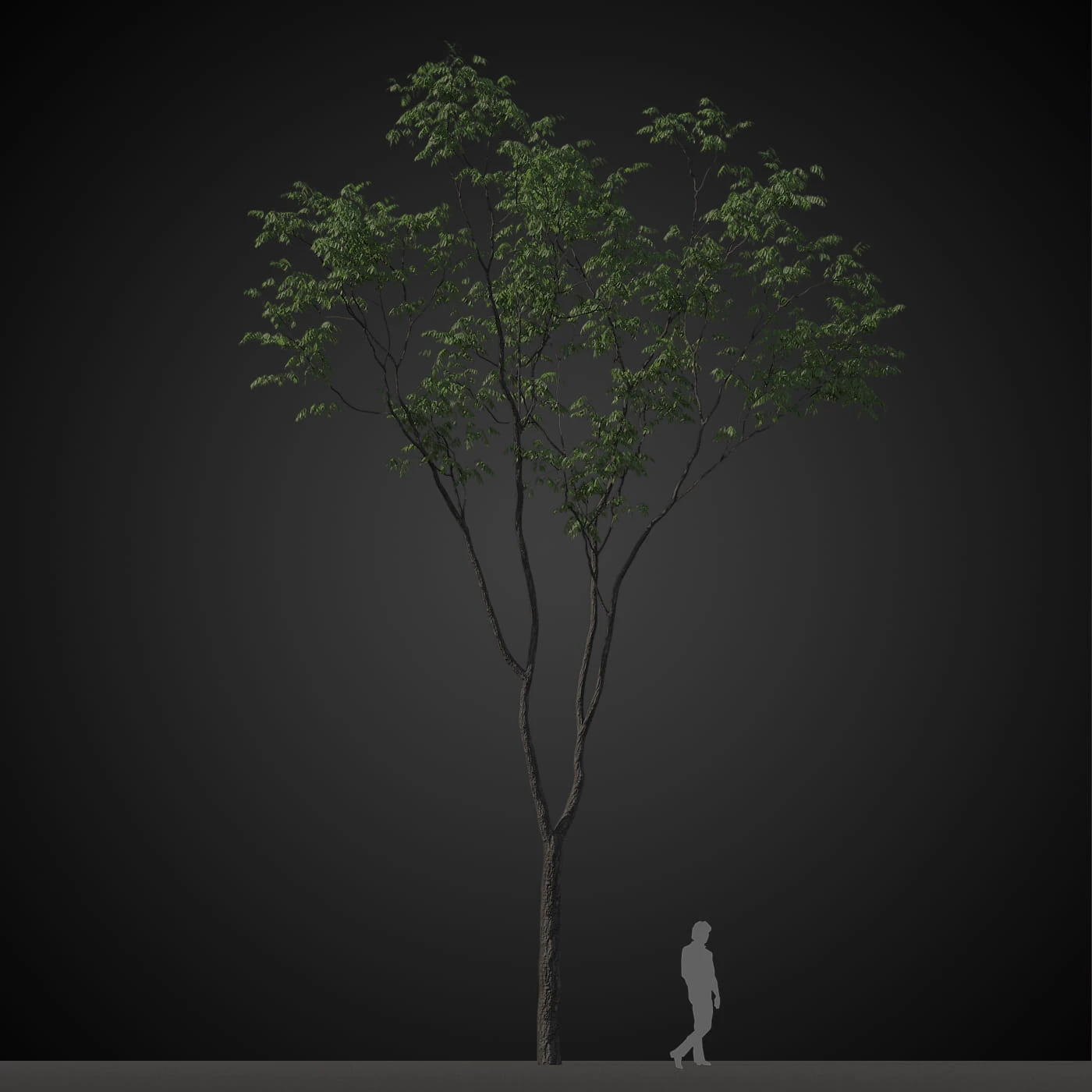 trees 002 — Скачать