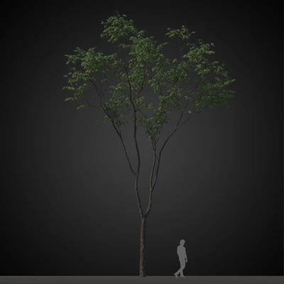 trees 002 — Скачать