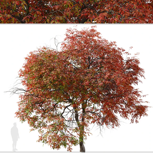 Set of Chinese pistache Tree (Pistacia chinensis) (2 Trees) — Descargar