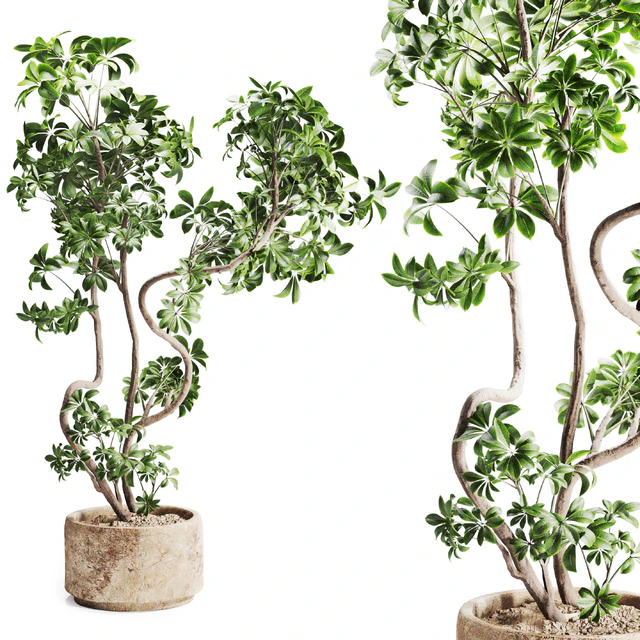 schefflera plant in Stone Pot — Descargar