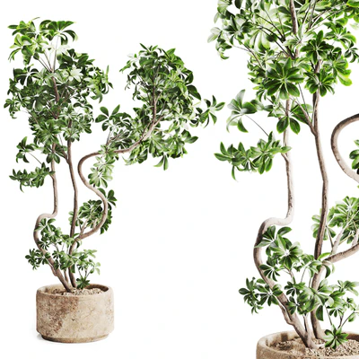 schefflera plant in Stone Pot — Ver 2