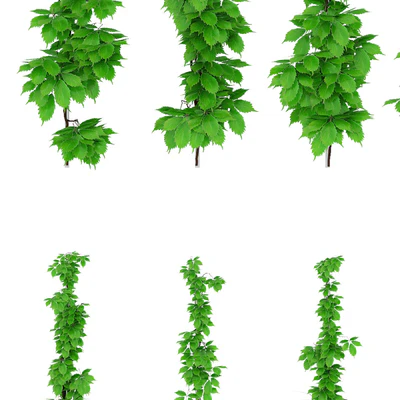 Leaves of grapes on the vine — Ver 2