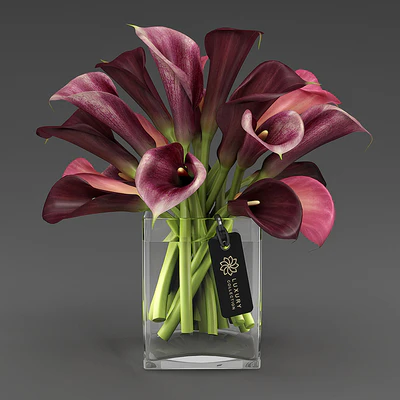 Calla 04 4 — Ver 1