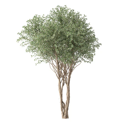 Tree No. 38 — Вид 3