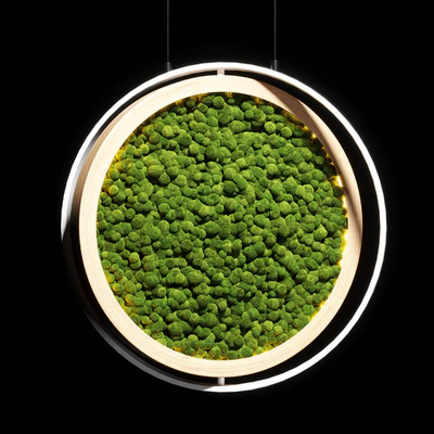 hanging garden and hanging moss in wooden frame 218 — Ver 2