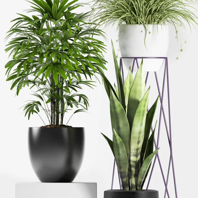 PLANTS 125 — Descargar