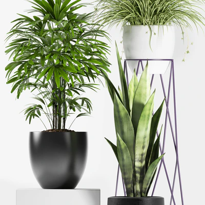 PLANTS 125 — Ver 2