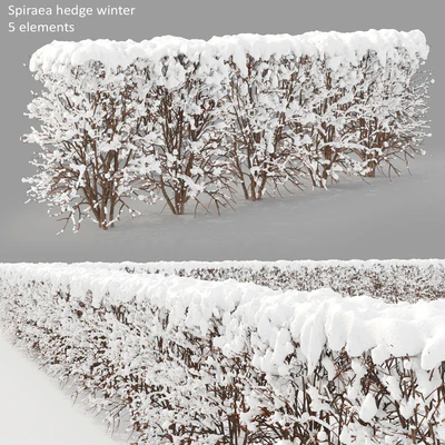 Winter  hedge — Вид 1