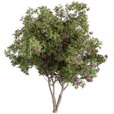 Nerium Oleander -Tree Set 229 — Ver 1